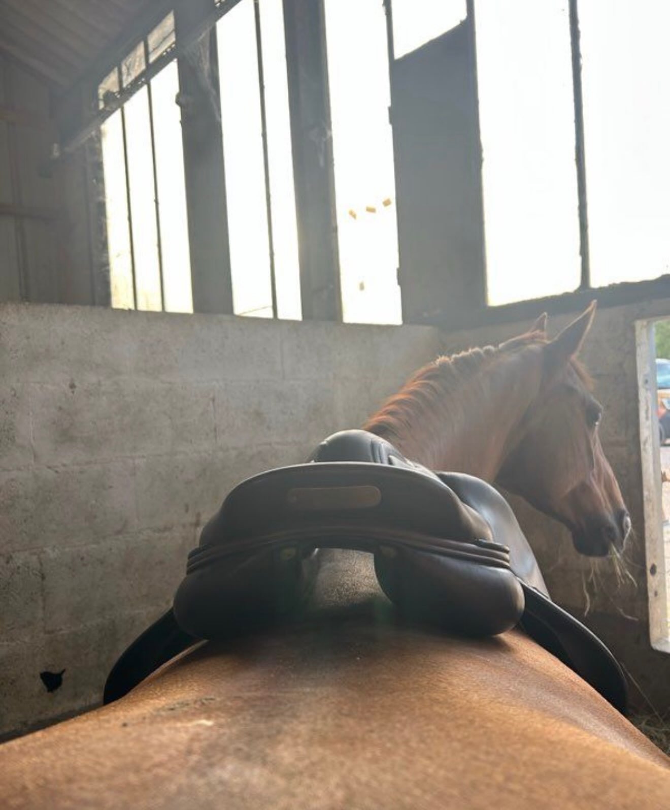 Selle D’obstacle Amerigo - vue 5