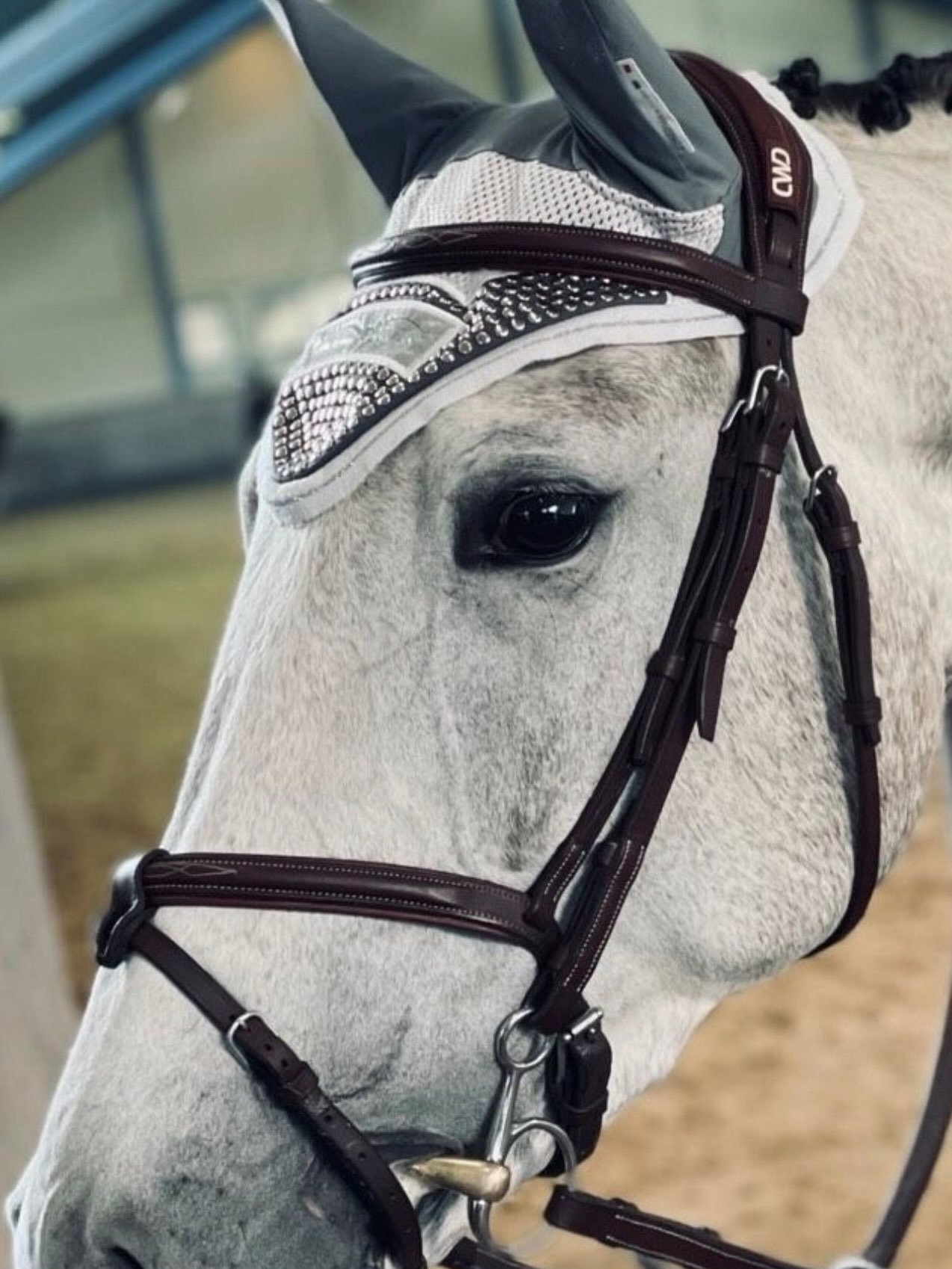 Bridon Cwd Anatomique