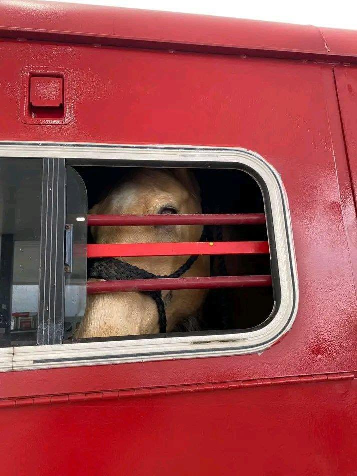 remorque 4 chevaux heavy stella red avec aménagement week end remorque 4 chevaux heavy stella red avec aménagement week end