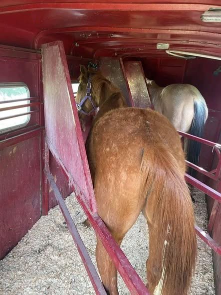 remorque 4 chevaux heavy stella red avec aménagement week end remorque 4 chevaux heavy stella red avec aménagement week end